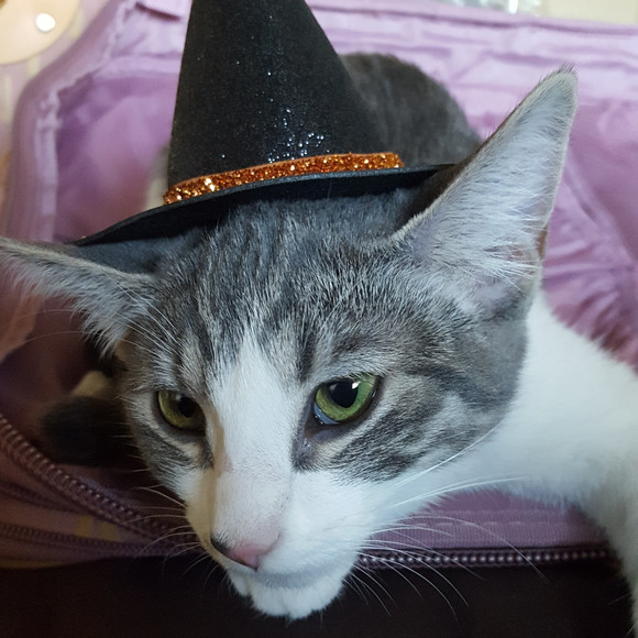 Meet your Posher, Posh - Picture 1 of 1